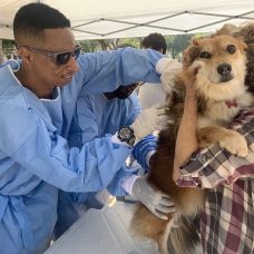 O processo de chipagem é rápido e indolor para o animalzinho. Foto: Divulgação \ Vigilância Sanitária