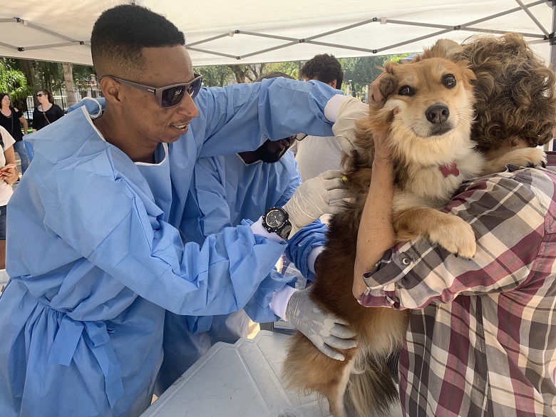 O processo de chipagem é rápido e indolor para o animalzinho. Foto: Divulgação \ Vigilância Sanitária